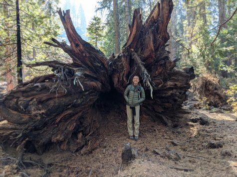 Kelly Aidan at Sequoia National Park standing next to a fallen tree which used to stand at 270 feet.