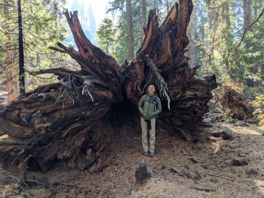 Kelly+Aidan+at+Sequoia+National+Park+standing+next+to+a+fallen+tree+which+used+to+stand+at+270+feet.