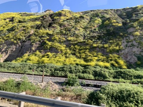 Super bloom effects coastal regions. La Conchita, California. 