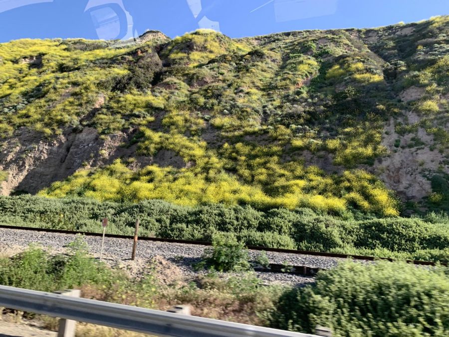 Super bloom effects coastal regions. La Conchita, California. 