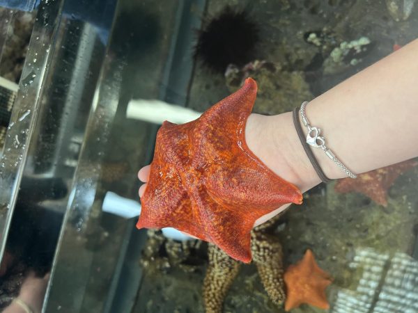 A starfish flexing its stomach  to suction on the hand