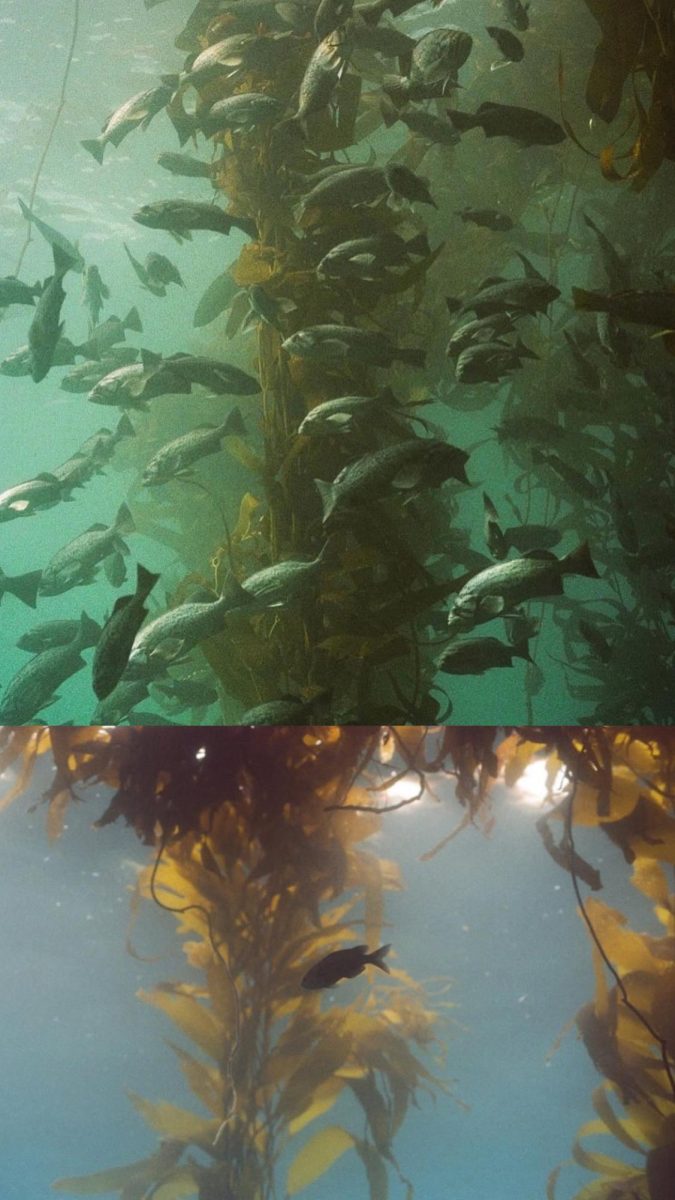 Lively California kelp forest shot by a local diver, surfer, and underwater photographer. 