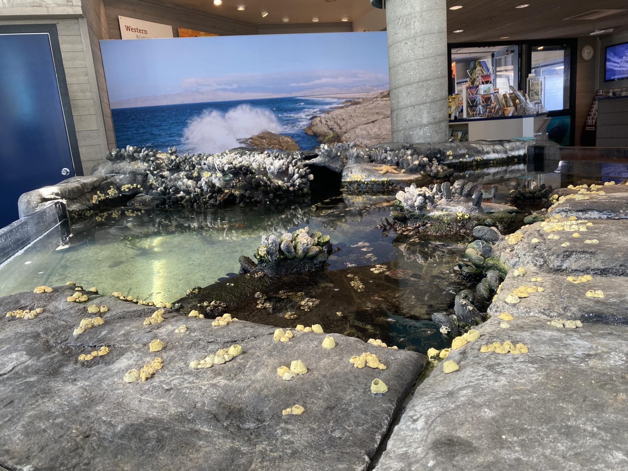 A gem hidden in plain sight - Channel Islands National Park Visitor Center