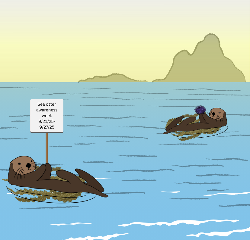 Sea otter awareness week is an annual celebration during the last week of September that brings awareness to the important contributions of the keystone           species. 