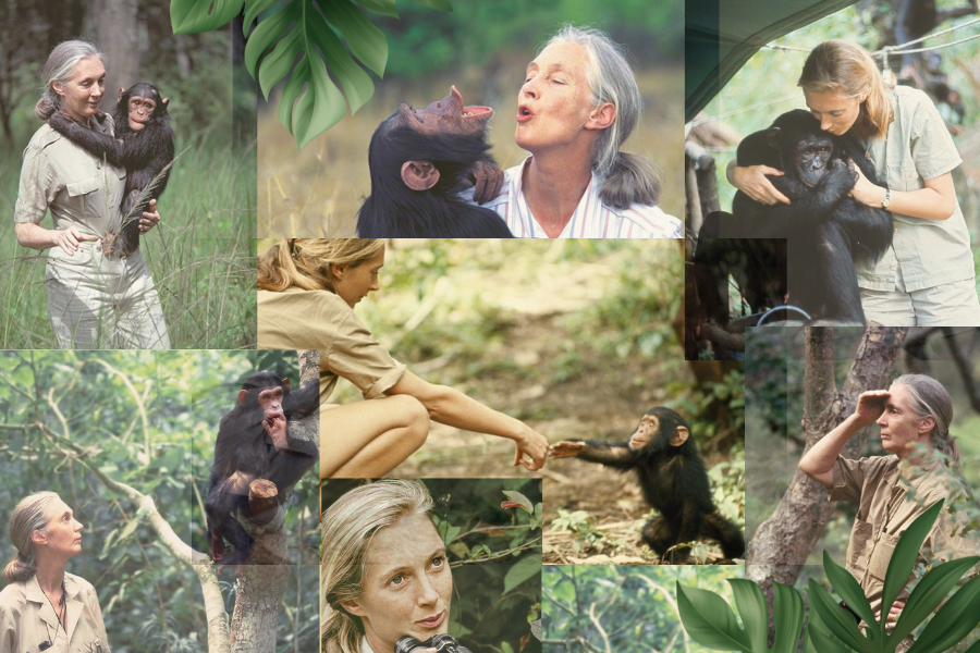 Jane Goodall was a revolutionary female scientist who changed what it meant to be a researcher. Not only did she show traditional scientists how to respect wildlife, but Goodall displayed why empathy and compassion was incredibly important in the world of science.