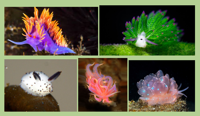 Collage of sea slugs found in tide pools.