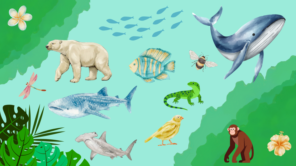 Canva art 