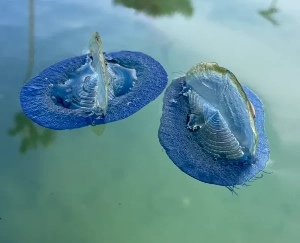 Blue sailor jellyfish floating at the surface
