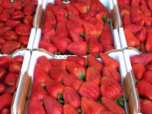 Terry berries strawberry's being sold.