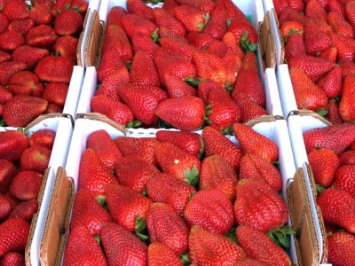Terry berries strawberry's being sold.